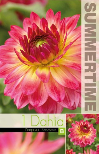 Dekorativ Dahlia 'Armateras' 1st