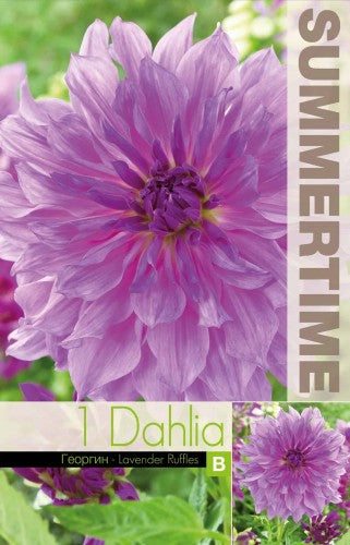 Dekorativ Dahlia 'Lavender Ruffles' 1st