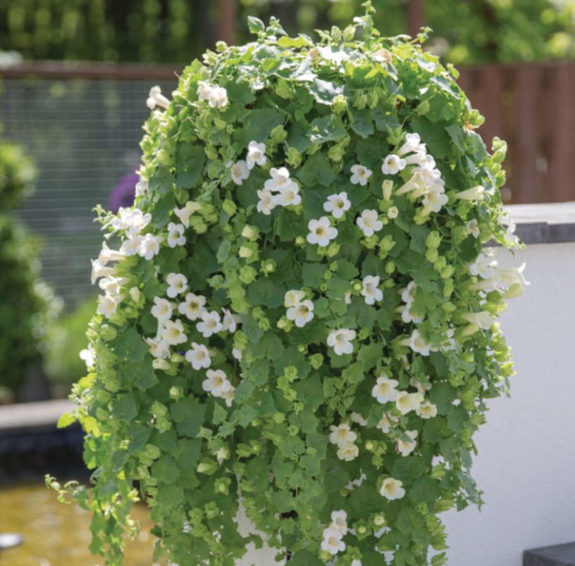 Lejongapsranka 'Lofos Compact White' 10,5cm kruka