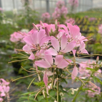 Paradisblomster 'Arana Rosa' 3 plantor