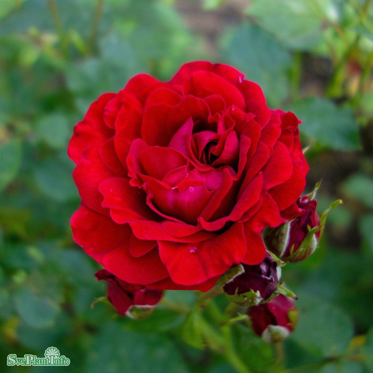 Floribundaros 'Nina Weibull' 5-pack barrotad