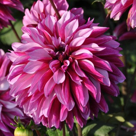 Dekorativ Dahlia 'Cranberry Classic' 1st