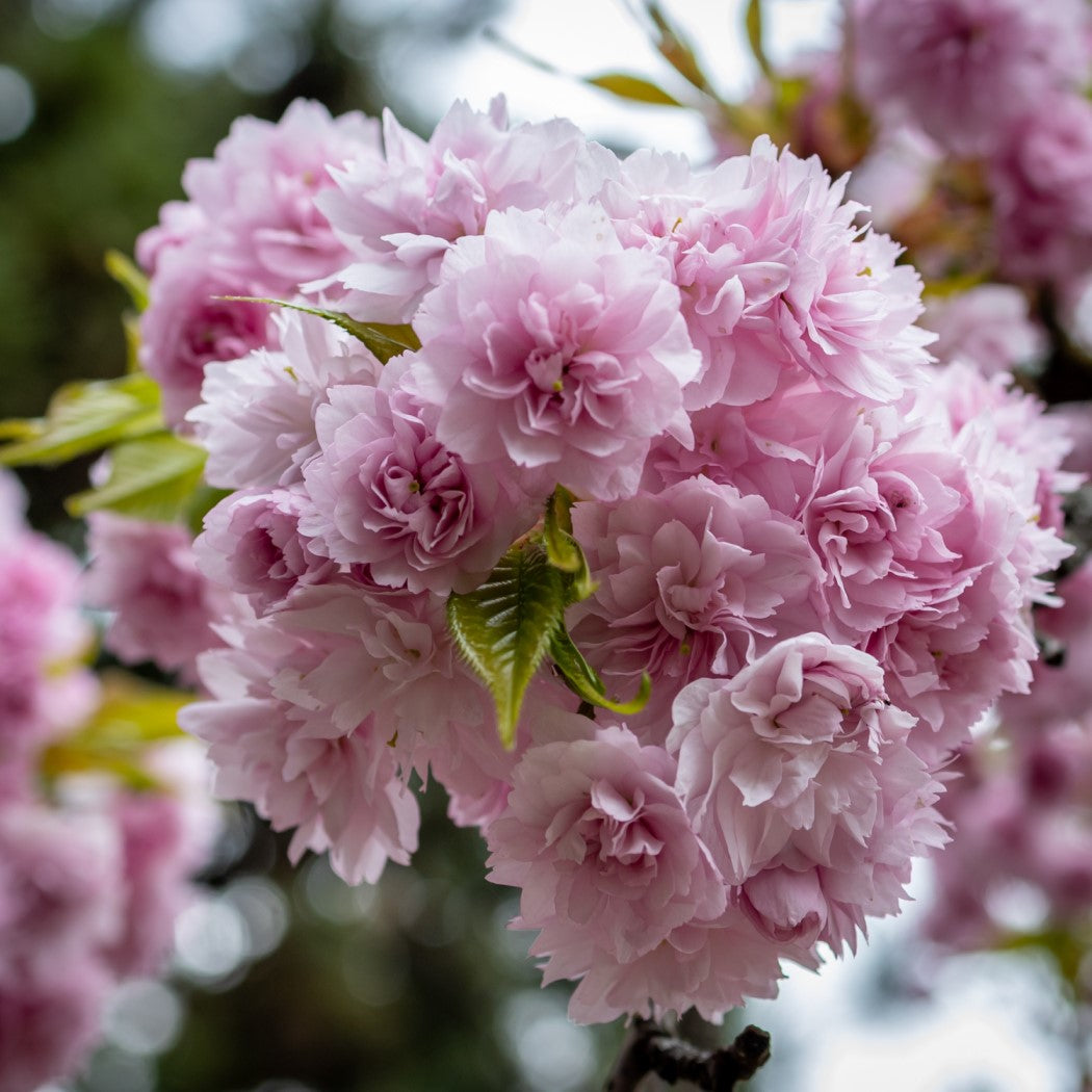 Japanskt hängkörsbär 'Kiku-shidare-zakura' Sh 100-120 co