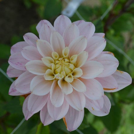 Dekorativ Dahlia 'Orion' 1st