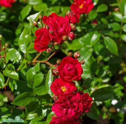 Polyantharos 'Fairy Dance' 10-pack barrot