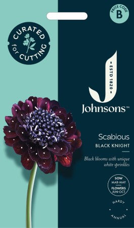 Praktvädd 'Black Knight'