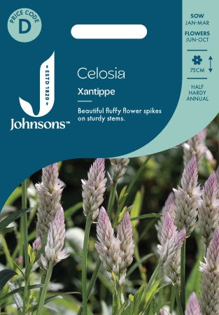 Axcelosia 'Xantippe'