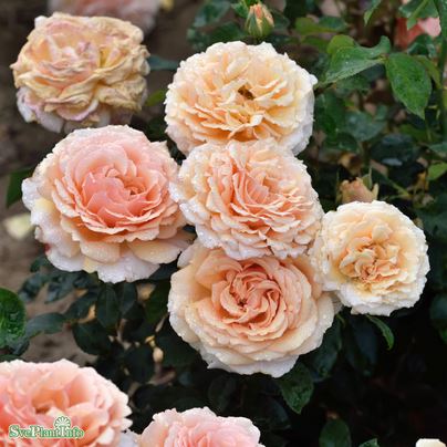 Tehybridros 'Carl Nielsen' 10-pack barrot