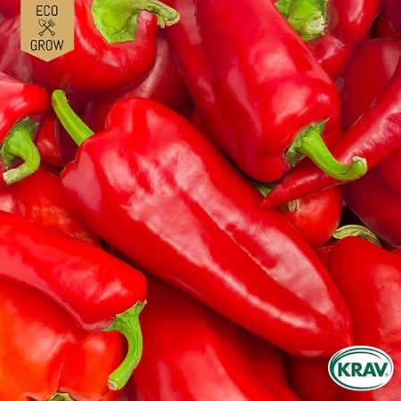 Spetspaprika 'Corno di Toro Rosso' KRAV-märkt
