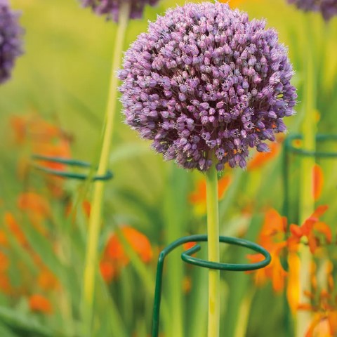 Växtstöd 'Single Stem' 100cm - 3st