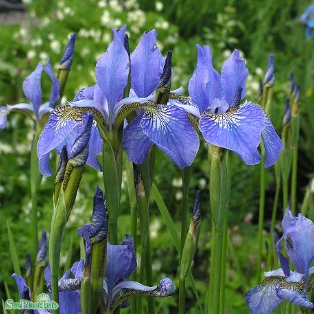 Rabattiris 'Blue King' 9cm kruka