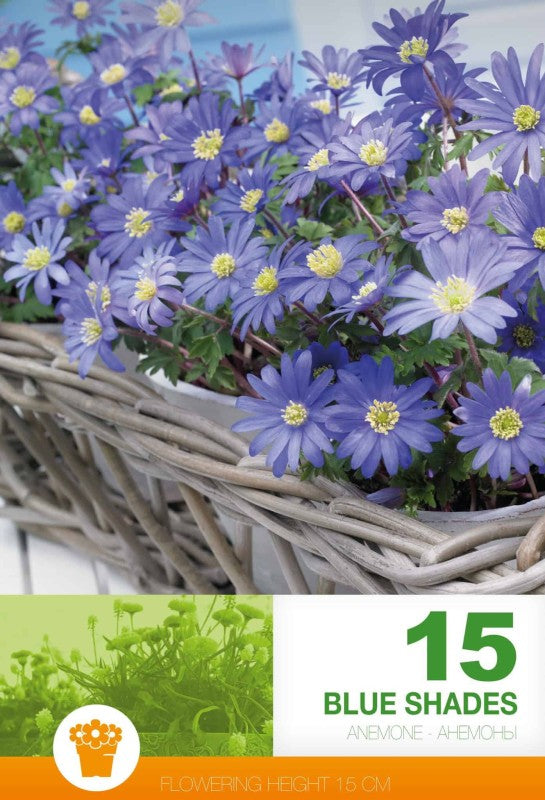 Balkansippa 'Blue Shade' 15st