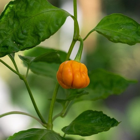 Chili 'Habanero Orange' 10,5cm kruka