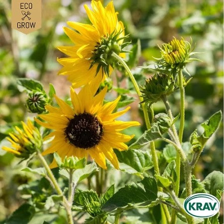 Miniatyrsolros 'Cucumber Leaf' KRAV-märkt