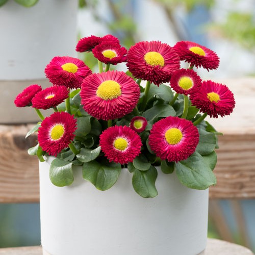 Tusensköna 'BellaStar Compact Red' 12cm kruka