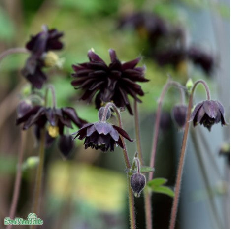 Akleja 'Black Barlow' 1st barrotad