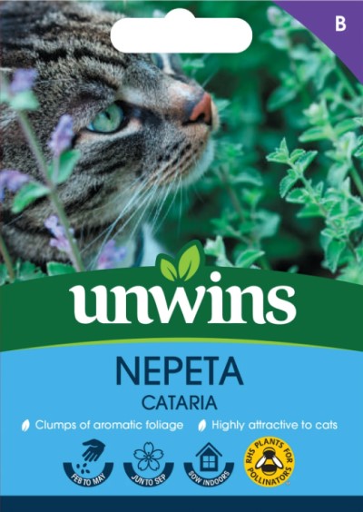 Kattmynta 'Cataria'