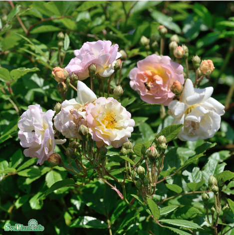 Moschataros 'Ghislaine de Féligonde' 1-pack barrotad