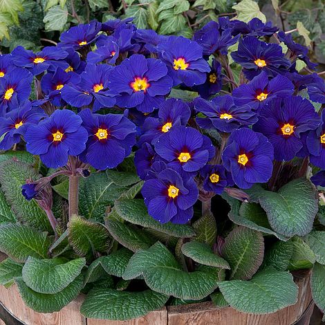 Violviva 'Spring Bouquet Blue' 10,5cm kruka