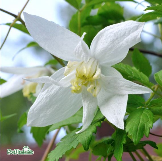 Klematis 'Albina Plena' 5-pack