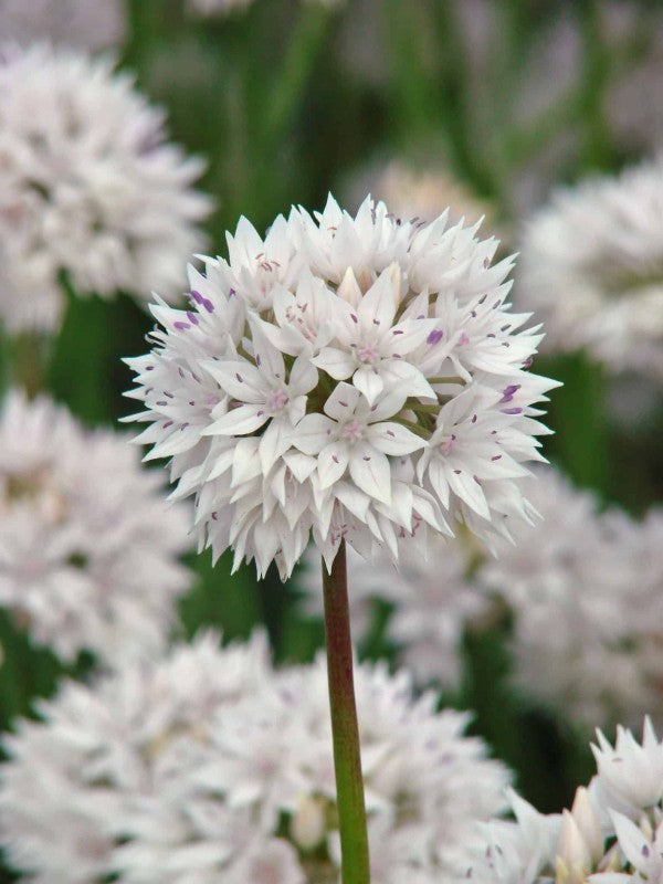 Allium, Papperslök 'Graceful Beauty' 8st