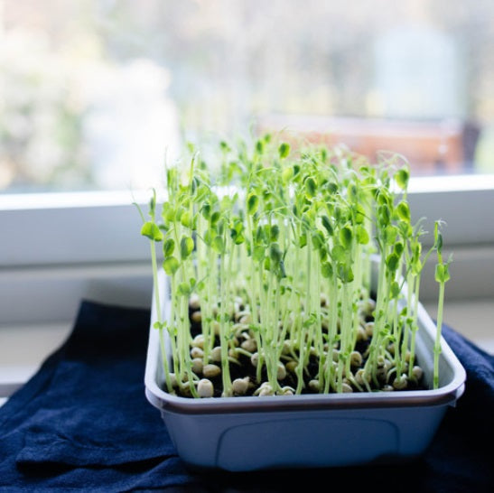 Sproutly: EKO Stor Gråärt 500g