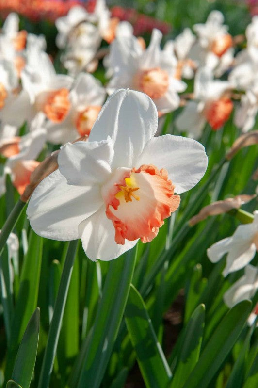Stjärnnarciss 'Pink Charm' 5st