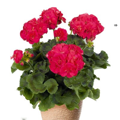 Zonalpelargon 'Ludo' 3st sticklingar