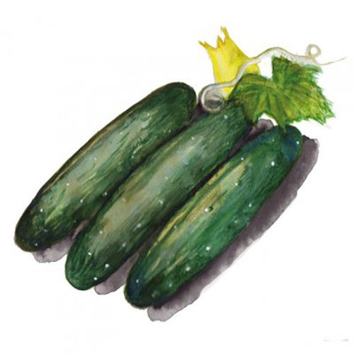 Gurka 'Marketmore' Svenskodlat frö