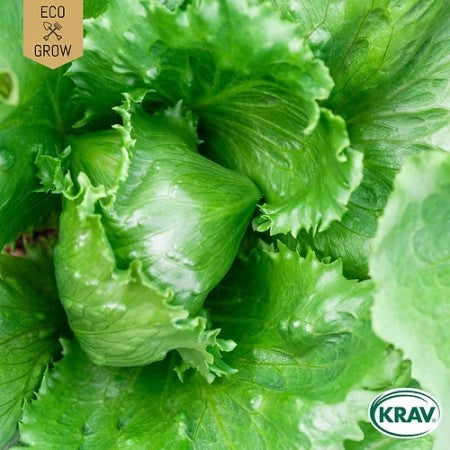 Isbergsallat 'Regina dei Ghiacci' KRAV-märkt