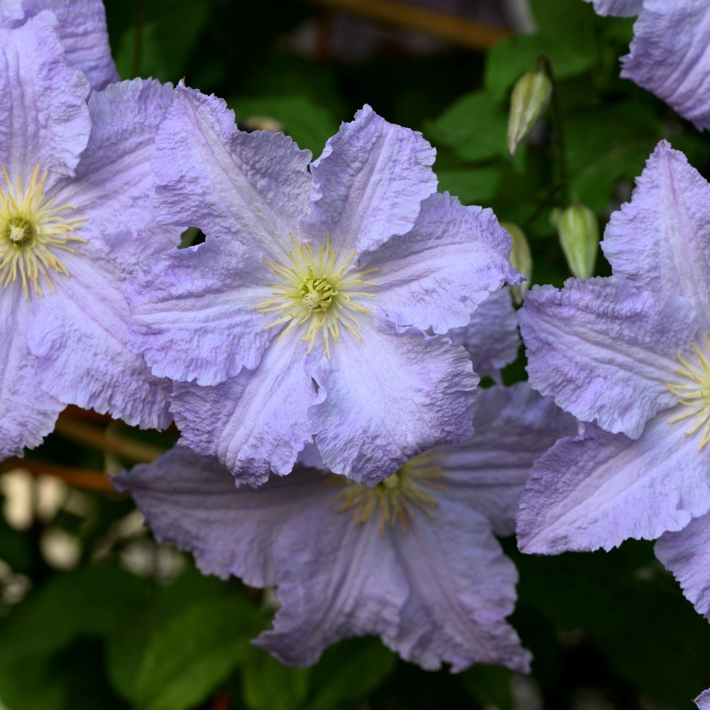 Klematis 'Blue Angel' 3-pack