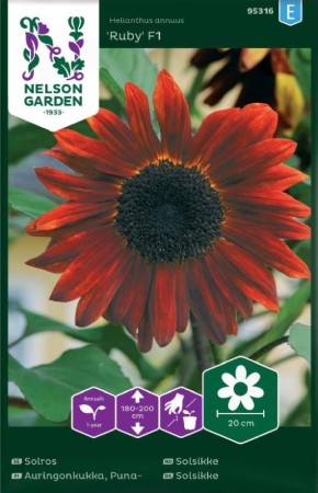 Solros (Hög) 'Ruby' F1