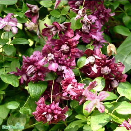 Klematis 'Purpurea Plena Elegans' 5-pack