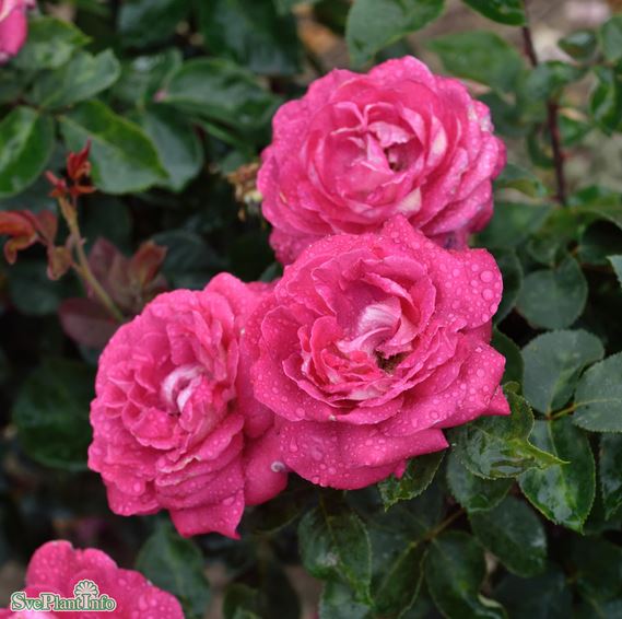 Tehybridros 'Acapella' 10-pack barrot