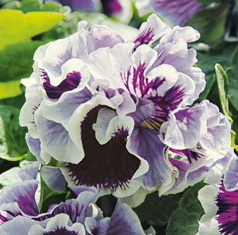 Pensée 'Ruffles Purple White Rim' 12cm kruka