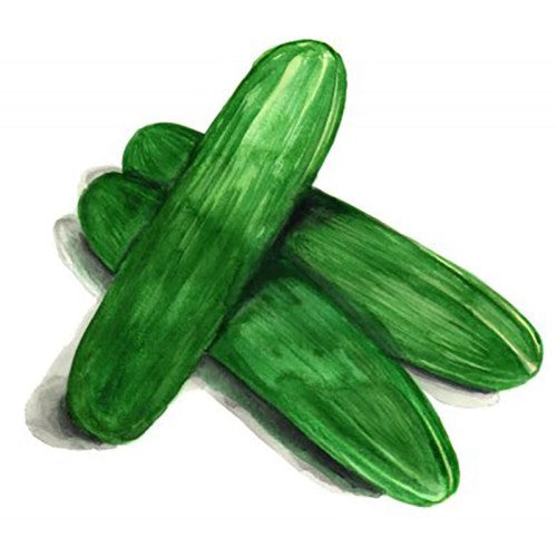 Gurka 'Muncher' Svenskodlat frö