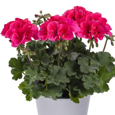 Zonalpelargon 'TwoinOne Patio Coral' 3st sticklingar