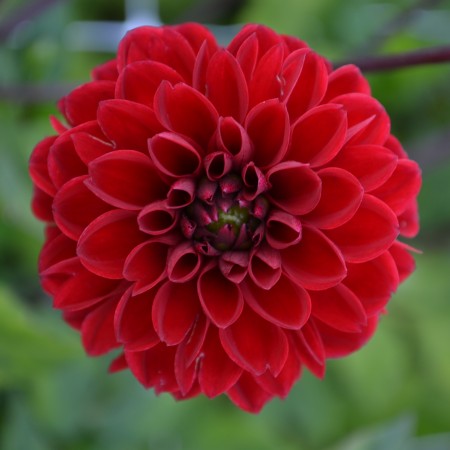 Pompon Dahlia 'Viking' 1st