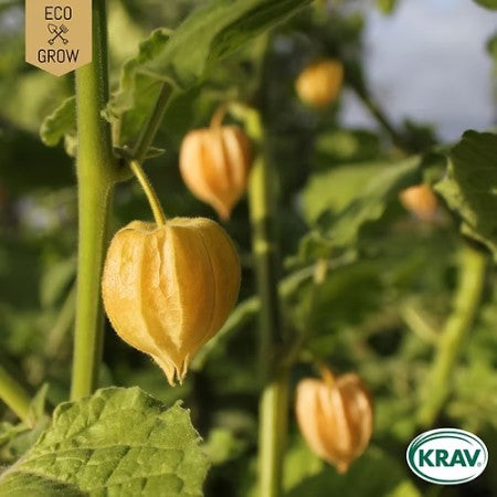 Physalis 'Schönbrunner Gold' KRAV-märkt