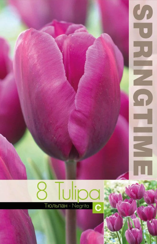 Triumphtulpan 'Negrita' 8st