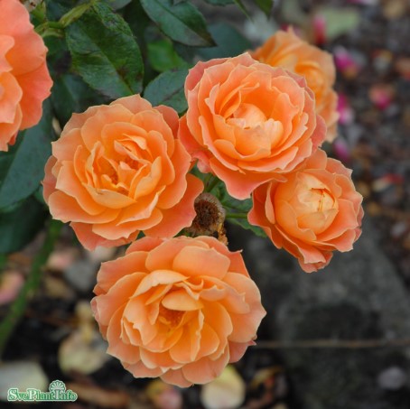 Floribundaros 'Fellowship' 10-pack barrot