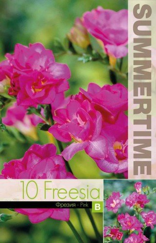 Freesia 'Double Pink' 10st