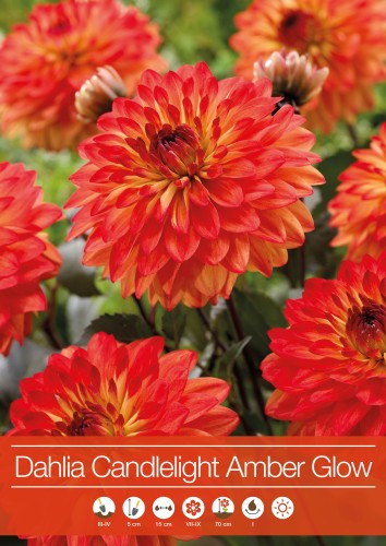 Dekorativ Dahlia 'Candlelight Amber Glow' 1st