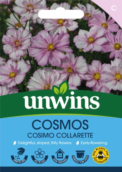 Rosenskära 'Cosimo Collarette'