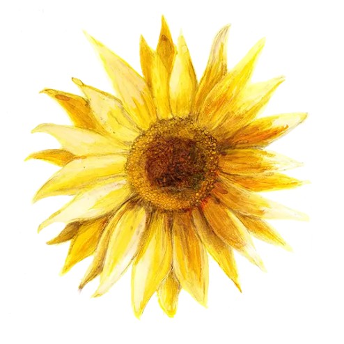 Solros 'Pacino Gold' Svenskodlat frö