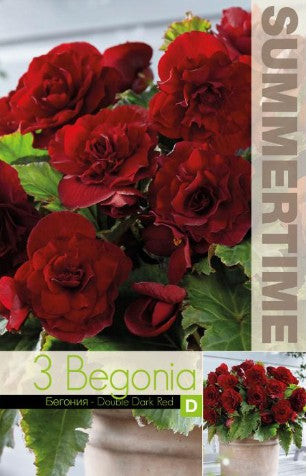 Begonia 'Double Dark Red' 3st