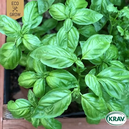 Basilika 'Italiano Classico' KRAV-märkt