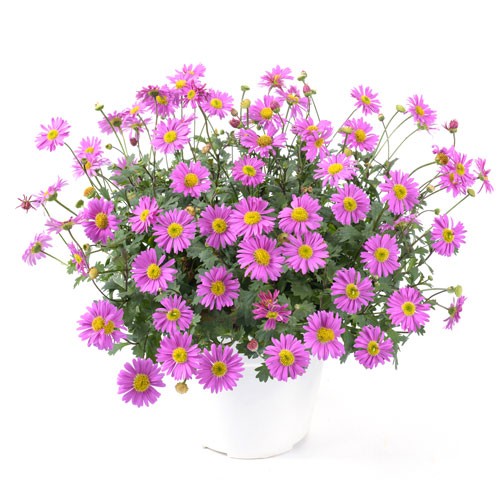 Dockkrage 'Fresco Candy' 10,5cm kruka