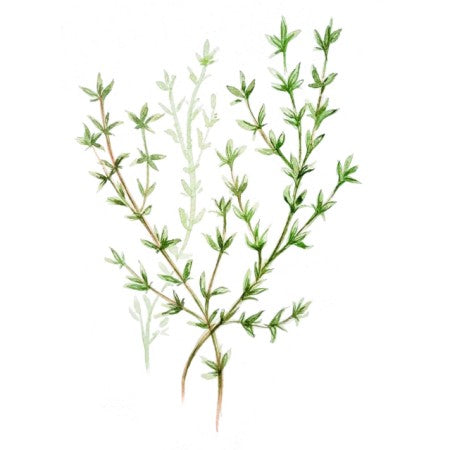 Timjan 'German Winter'