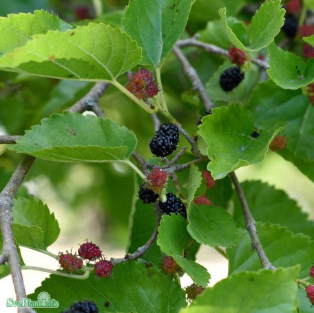 Svart Mullbär 'Mulle' Jumboplugg